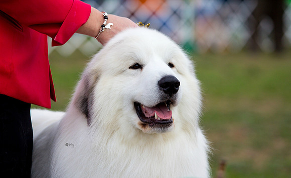 Great Pyrenees