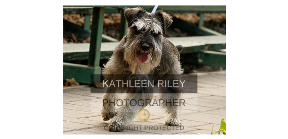 2022-Golden-Schnauzer-White-Mug