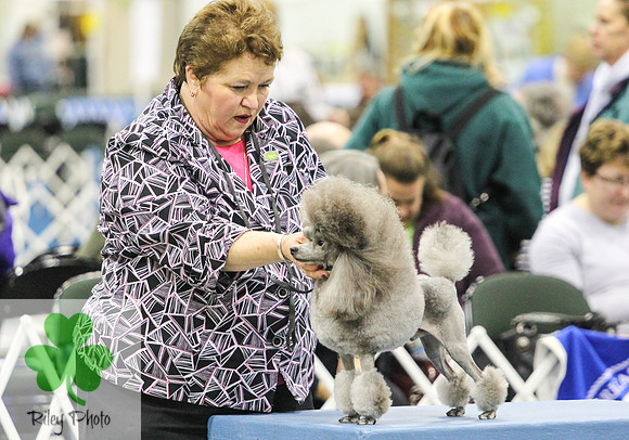 Breed: Toy PoodleName: CH Lomar Swags One Tin Soldier