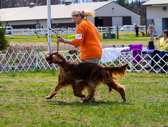 Irish Setter