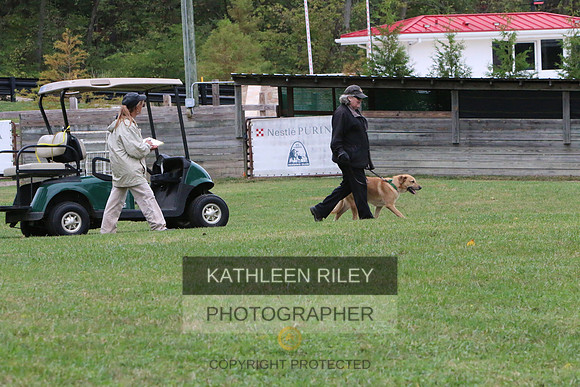 Minnow the Chinook taking the Farm Dog Certified Test October 2017 at Purina Farms