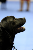PROOFS Labrador retriever 2014 AKC Eukanuba
