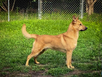 Mick - hard body young dog also tail