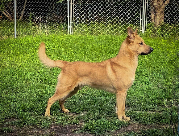 Mick - hard body young dog also tail