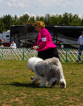 Old English Sheepdog