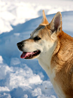 Bailey