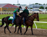 Canterbury Horses 5 July 2015