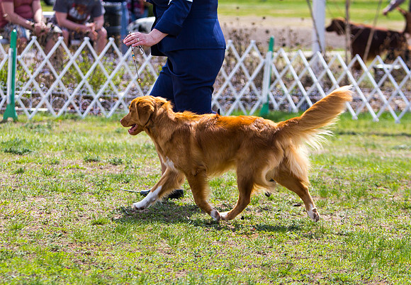 Nova Scotia Duck Tolling retriever