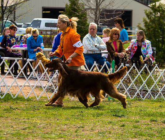 Irish Setter