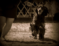 Gordon Setter
