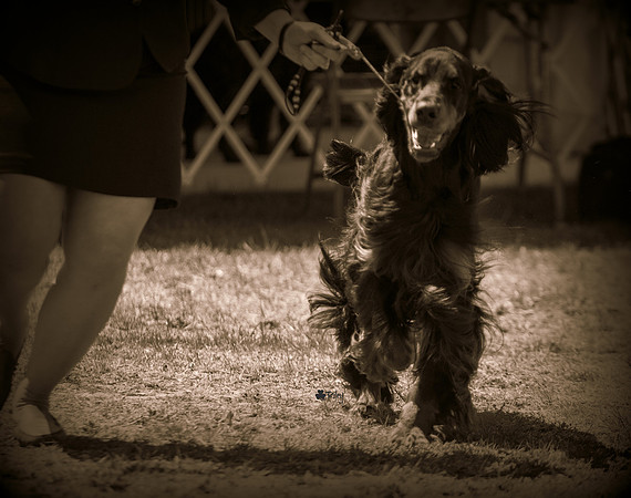 Gordon Setter