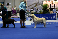 PROOFS Labrador retriever 2014 AKC Eukanuba