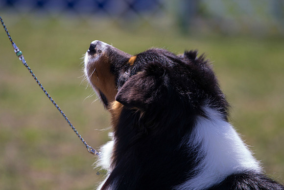 Australian shepherd Australian shepherd