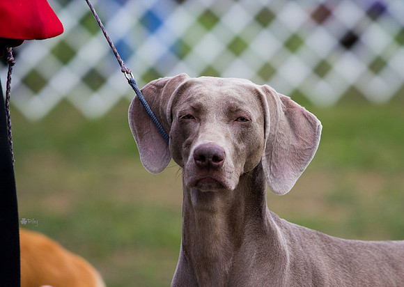 Weimaraner