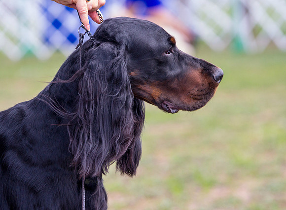Gordon setter