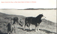 PearysNorthPoleDog -This is Polaris with 2 other dogs