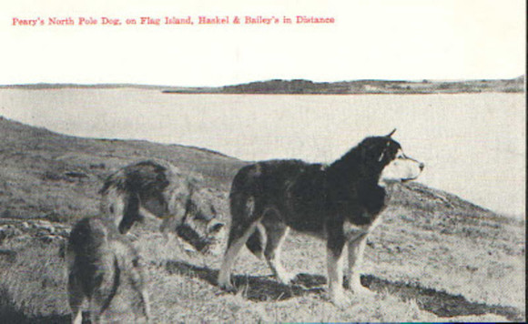 PearysNorthPoleDog -This is Polaris with 2 other dogs