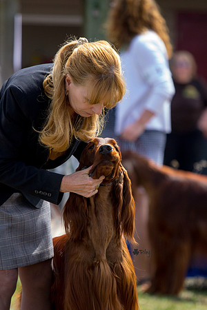 Irish Setter