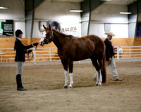 Minnesota Pinto 50th Golden Jubilee