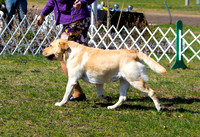 Labrador retriever