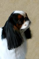 Maibee Orlando - English Toy Spaniel (B&PC)