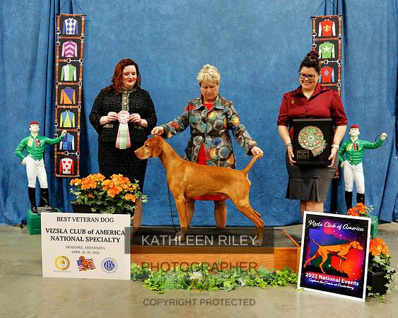 BEST-VET-DOG-2022-KathleenRileyPhotography-7195 (1)