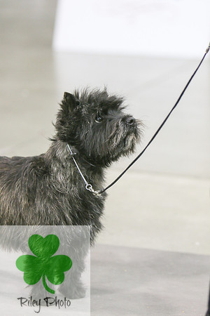 Breed: Cairn TerrierName: CH Deran The Chosen One