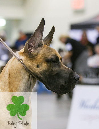 Breed: Great DaneName: CH Alpine's Song Of The South