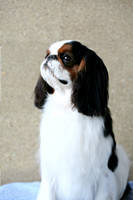 Maibee Orlando - English Toy Spaniel (B&PC)