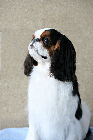 Maibee Orlando - English Toy Spaniel (B&PC)