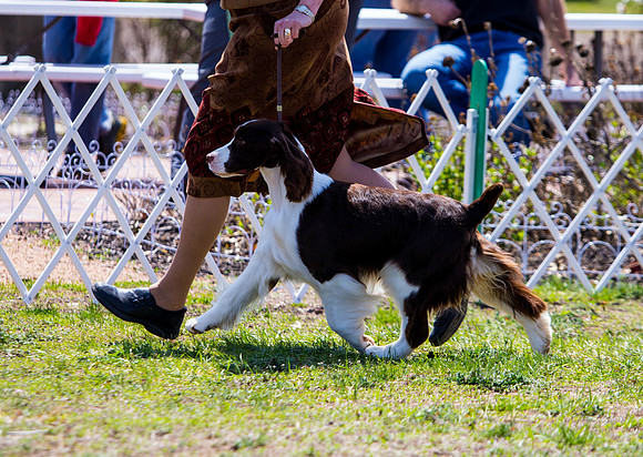 English Springer spaniel
