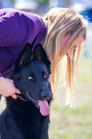 German shepherd dog