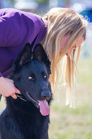 German shepherd dog