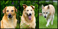 3 Ear Styles