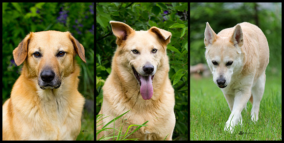 3 Ear Styles