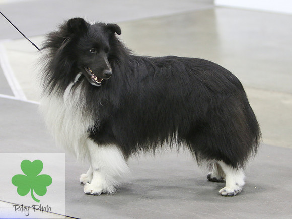 Breed: Shetland SheepdogName: GCH Serenity's Walk In The Park