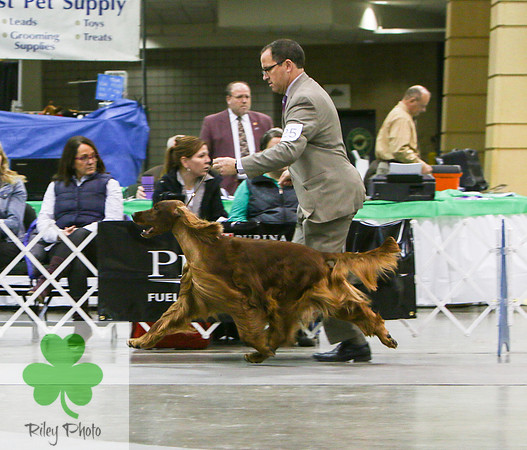 Breed: Irish SetterName: GCH Tramore Notorious
