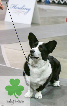 Breed: Cardigan Welsh CorgiName: GCH Kosmar Striking Back Of Bridgelady