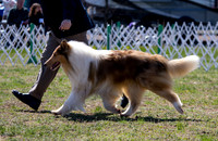 Rough collie