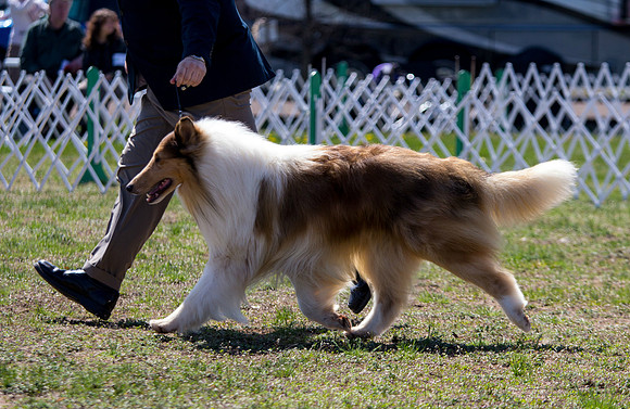 Rough collie