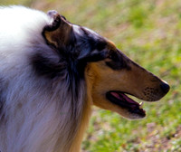 Rough collie
