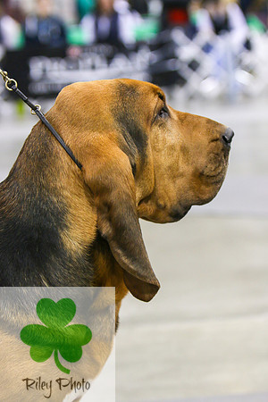 Breed: BloodhoundName: GCH Citations First And Foremost