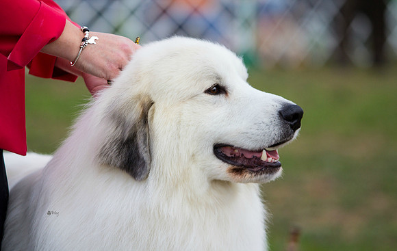 Great Pyrenees