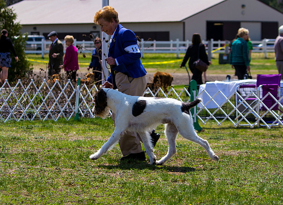 German Wirehaired Pointer
