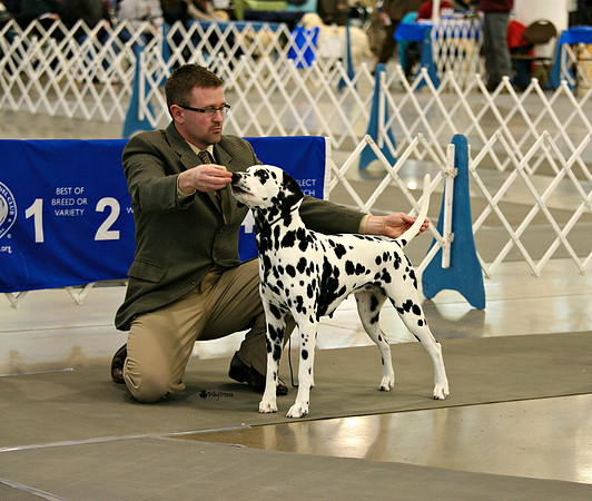 Indy the Dalmatian - GCH CH Insignia Indygeaux Dotts