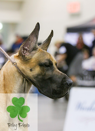 Breed: Great DaneName: CH Alpine's Song Of The South