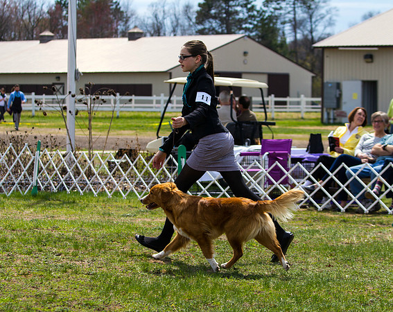 Nova Scotia Duck Tolling retriever