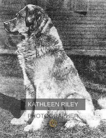 Kim - Chinook's Sire