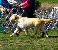 Labrador retriever