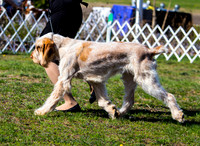 Spinone Italiano